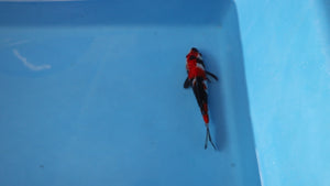 Showa Koi 20cm Nisai – Maruhiro (EK6774) | Japanese Koi UK