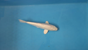 Red Eyed Ginrin Purachina Koi 36cm Nisai – Yamasan (EK6992)