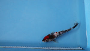 Elite Koi Winter Grow-Out: 35 Showa & 15 Sanke from Maruhiro - Showa