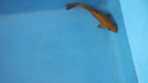 Chagoi Koi 22cm Nisai – Maruhiro (EK7076)  Japanese Koi UK
