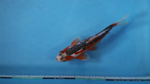 Shusui Koi 30cm Sansai – Hosokai (EK7083) | Japanese Koi UK