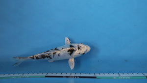 Kikokuryu Koi 18cm Nisai – Oofuchi (EK7079) | Japanese Koi UK