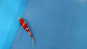 🌟 Harvest of Excellence: Maruhiro Growout 2025 🌟  - Kohaku