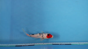 Sanke Koi 20cm Nisai – Oofuchi / Fukasawa (EK7035) | Japanese Koi UK