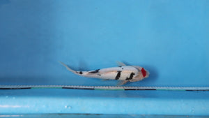 Doitsu Tancho Showa Koi 28cm Nisai – Yamasan (EK7089) Japanese Koi UK