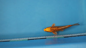 Ginrin Kin Matsuba Koi 21cm Nisai – Maruhiro (EK7099) | Japanese Koi UK