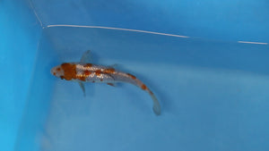 🌟 Harvest of Excellence: Maruhiro Growout 2025 🌟  - Ginrin Ochiba