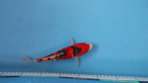 Sanke Koi 21cm Nisai – Maruhiro (EK6981)