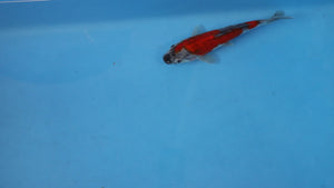 Goshiki Koi 21cm Nisai – Oofuchi (Fukasawa) (EK7061) | Japanese Koi UK