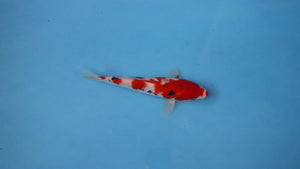 Elite Koi Winter Grow-Out: 35 Showa & 15 Sanke from Maruhiro - Sanke