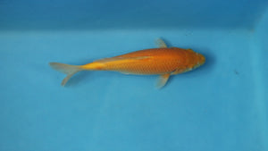 Red Karashigoi Koi 25cm Tosai – Ogata (EK7104) | Japanese Koi UK