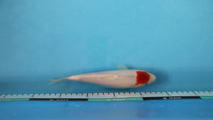Tancho Koi 21cm Hand Selected Tosai – Hosokai (EK7119) | Japanese Koi UK