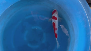 Doitsu Kohaku