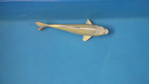 Yamabuki Ogon Koi 23cm Tosai – Ogata (EK7103) | Japanese Koi UK