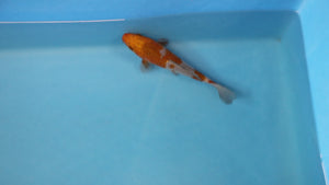 Ochiba Shigure Koi 24cm Nisai – Oofuchi (EK7030) | Japanese Koi UK