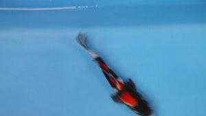 Showa Koi 22cm Nisai – Maruhiro (EK6760) | Japanese Koi UK
