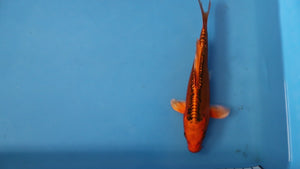 🌟 Harvest of Excellence: Maruhiro Growout 2025 🌟  - Mizuho Ogon