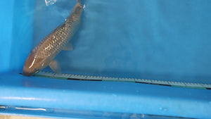 Ginrin Soragoi Koi 36cm Nisai – Maruhiro (EK7047) | Japanese Koi UK