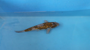 Boxing Day Sale - Ginrin Ochiba