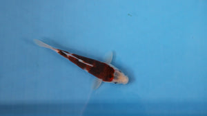 Budo Goromo Koi 24cm Nisai – Oofuchi (EK7024) | Japanese Koi for Sale UK