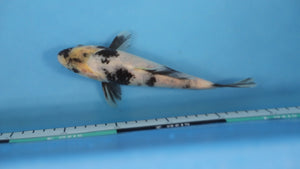 Shiro Utsuri Koi 21cm Tosai – Hosokai (EK7031) | Hand Selected Japanese Koi UK