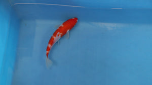 Kohaku Koi 21cm Nisai – Oofuchi (EK7077) - Japanese Koi UK