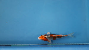 Kujaku Koi 22cm Tosai – Hosokai (EK7115) | Japanese Koi UK