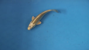 Mukashi Ogon Koi 19cm Nisai – Maruhiro (EK7074) | Japanese Koi UK
