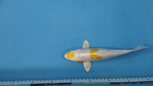 Doitsu Hariwake Koi 24cm Nisai – Yamasan (EK7065) | Japanese Koi UK
