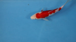 🌟 Harvest of Excellence: Maruhiro Growout 2025 🌟  - Kohaku