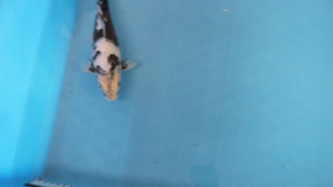 Shiro Utsuri Koi 25cm Tosai – Ogata (EK7105) | Japanese Koi UK