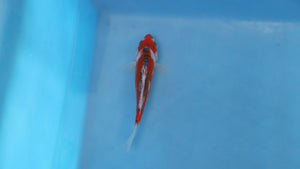 Shusui Koi 18cm Nisai – Maruhiro (EK7098) | Japanese Koi UK