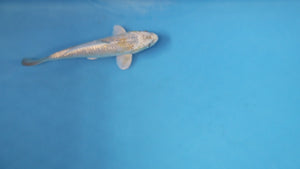 Kawarigoi Koi 23cm Nisai – Maruhiro (EK7067)