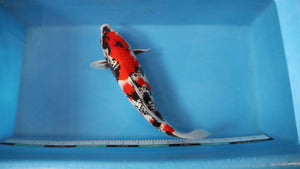 Showa Koi 57cm Nisai – Maruhiro (EK7060) | Japanese Koi UK