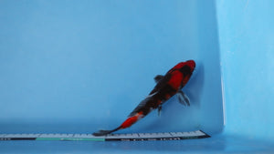 Showa Koi 21cm Nisai – Maruhiro (EK6745) | Japanese Koi UK