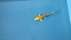 Ki Matsuba Koi 19cm Nisai – Maruhiro (EK7102) | Japanese Koi UK