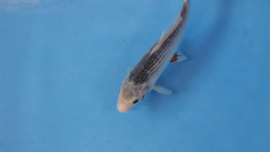 🌟 Harvest of Excellence: Maruhiro Growout 2025 🌟  - Asagi