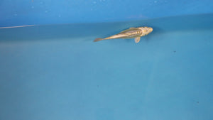 Doitsu Mukashi Ogon Koi 17cm Nisai – Maruhiro (EK7009) | Japanese Koi for Sale UK