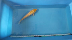 GinRin Karashigoi / Asagi Koi 38cm Nisai – Maruhiro (EK7122) | Japanese Koi UK