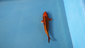 Kin Matsuba Koi 20cm Tosai – Hosokai (EK7118) | Japanese Koi UK