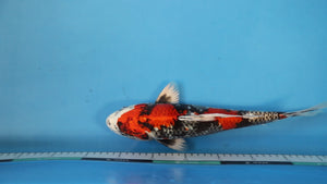 Kin Showa Koi 35cm Nisai Male – Satoshi Tanaka (EK7016) | Japanese Koi UK