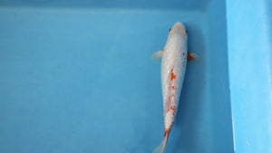 Snow / Yuki Asagi Koi 37cm Nisai – Ikarashi Ozumi (EK7049) | Japanese Koi UK