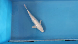 GinRin Purachina Koi 36cm Nisai – Yamasan (EK7090) Japanese Koi UK