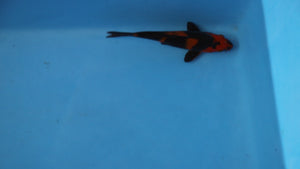 Utsuri Koi 19cm Nisai – Oofuchi (EK7078) | Japanese Koi UK
