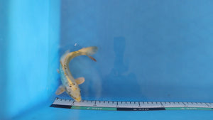 Doitsu Ki Matsuba Koi 21cm Nisai – Maruhiro (EK7057)