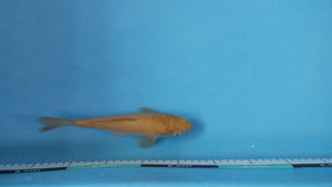 Chagoi Koi 23cm Nisai – Maruhiro (EK7075)  Japanese Koi UK