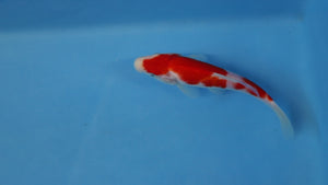 🌟 Harvest of Excellence: Maruhiro Growout 2025 🌟  - Kohaku