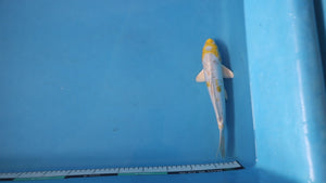 Doitsu Lemon Hariwake Koi 28cm Nisai – Yamasan (EK7088) | Japanese Koi UK