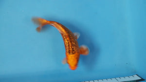 GinRin Kin Matsuba Koi 19cm Nisai – Maruhiro (EK7066)
