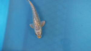 GinRin Kawarigoi Koi 23cm Nisai – Maruhiro (EK7038) | Japanese Koi UK